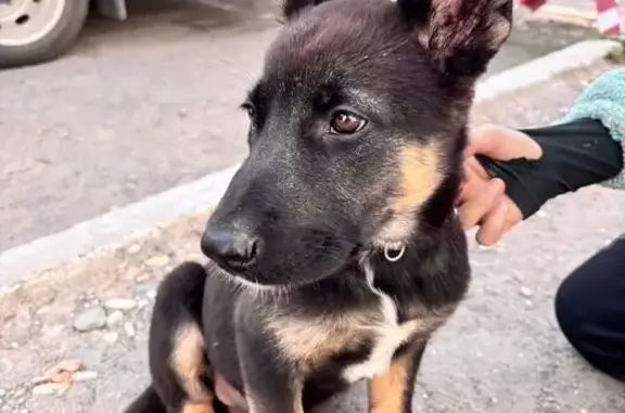 Найдена собака, Вологда, фото: Щенок найден у школы №4, Вологда