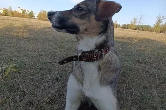 Собаки потеряшки, Екатеринбург, фото: Потеряшка собака, Екатеринбург, Златоустовский 48
