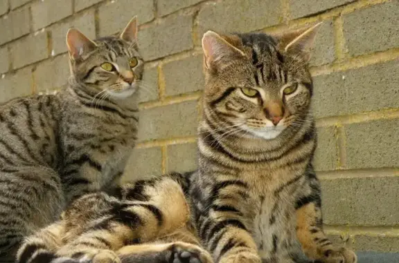 Кошки потеряшки, Новосибирск, фото: Потеряшка кошка, ул. Подбельского 14, НСК