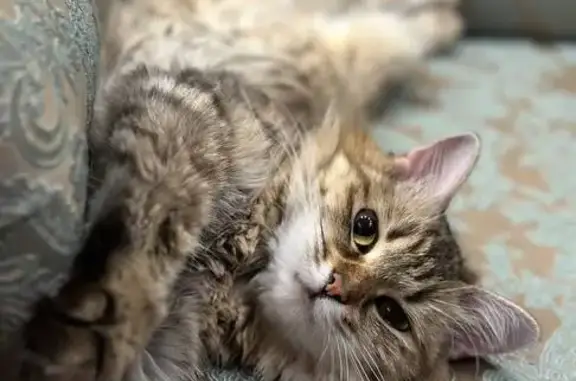 Пропала кошка, Балашиха, Рождественская 6