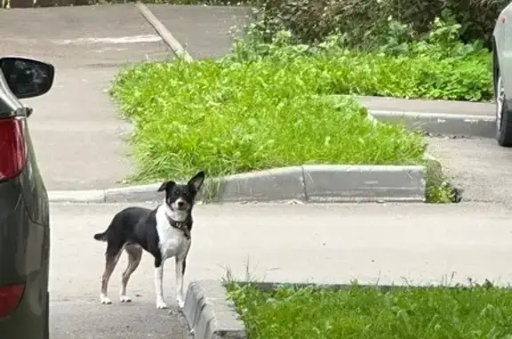 Собака найдена на Московском проспекте, 45Б