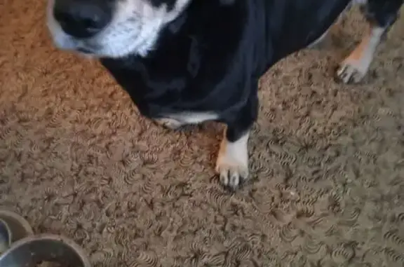 Собаки потеряшки, Когалым, фото: Потеряшка собака, Молодёжная 20, Когалым