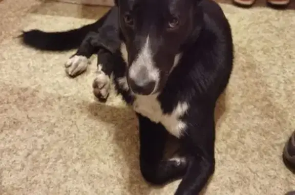 Найдена собака, Екатеринбург, фото: Найдена собака на Таганской улице, Екатеринбург