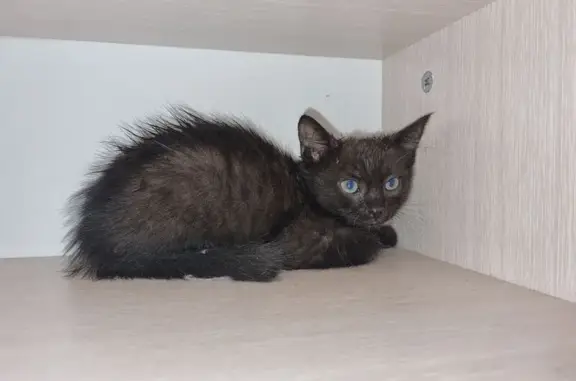 Кошка найдена, ул. Трошева, 33, Краснодар