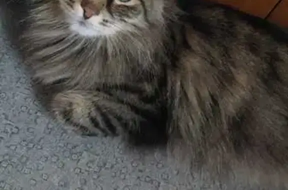 Кошки потеряшки, Екатеринбург, фото: Потеряшка кошка, ул. Ильича 7, Екатеринбург