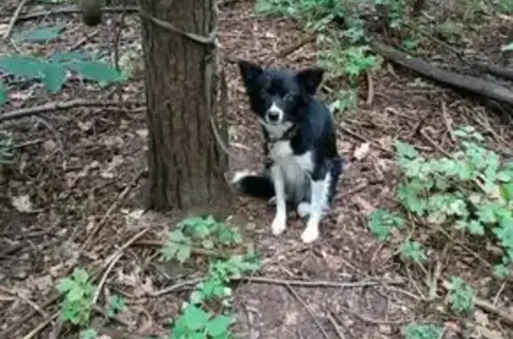 Собака найдена на Автозаводской, Ижевск