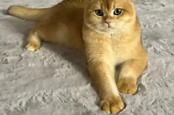 Пропала кошка, ул. Сандалова, Салехард