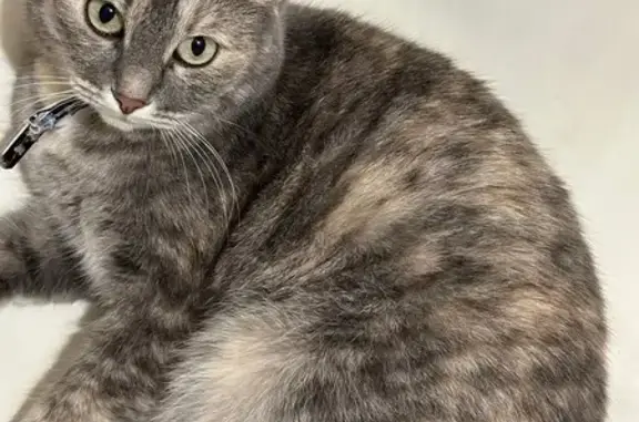 Пропала кошка, Садовая ул., 1