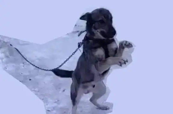 Собаки потеряшки, Осинники, фото: Потеряшка собака, ул. Куйбышева 12, Осинники