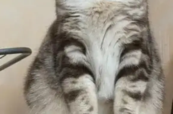 Пропала кошка, Одоевского 1/2, НСК