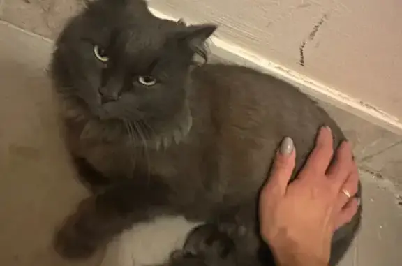 Найдена кошка, ул. Есенина 50В, Белгород