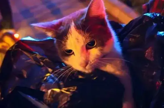 Найдена кошка, Екатеринбург, фото: Кошка найдена на Щербакова, 7, Екатеринбург