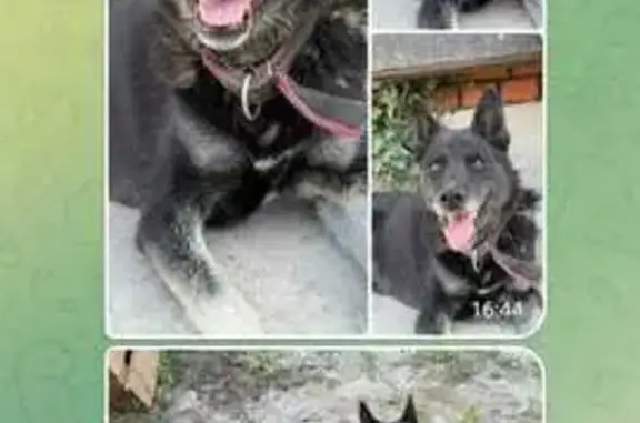 Собака найдена на ул. Маршала Жукова
