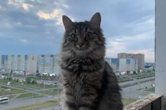 Пропала кошка, ул. Суворова, Магнитогорск