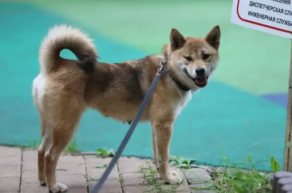 Собаки потеряшки, Москва, фото: Потеряшка собака у метро Добрынинская, Москва
