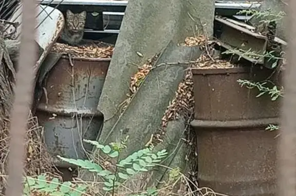 Найдена кошка у Западного моста, Ростов-на-Дону