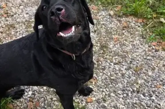 Найдена собака, Пермский край, фото: Собака найдена на базе отдыха Истоки