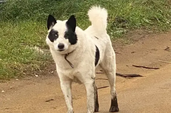 Пропала собака в Якутске, РС(Я)