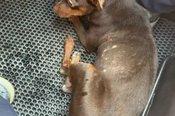 Собака найдена на трассе 16К-1332, Шигалеево