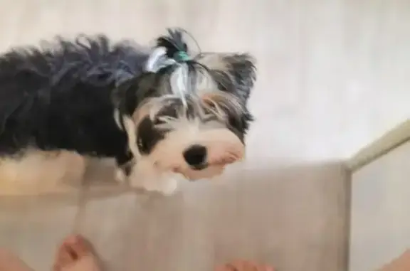 Собаки потеряшки, Всеволожск, фото: Потеряшка собака на Лесной улице, Всеволожск