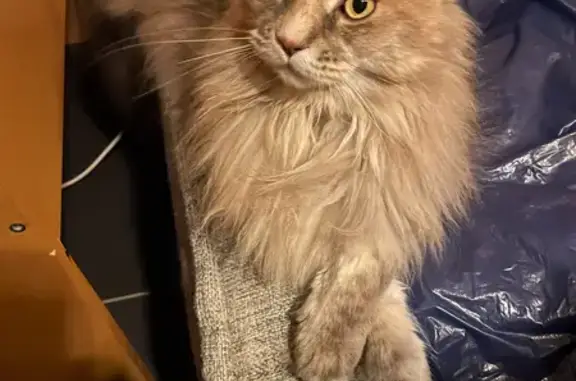 Пропала кошка в Новинках, Нижегородская обл.