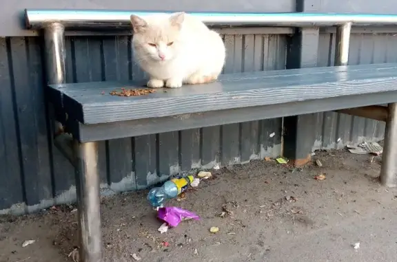 Найдена кошка, , фото: Кот найден на остановке Тракторная и Фурманова