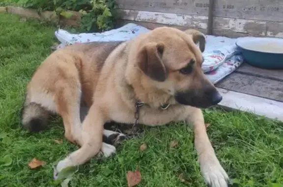 Найдена собака, Васкелово, фото: Собака найдена в лесу, Привокзальная, Васкелово