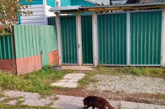 Найдена кошка, , фото: Кошка найдена: Ленинградская, д. 3, Ижевск