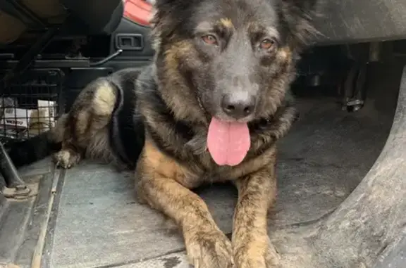 Пропала овчарка, Гусев, 27К-144