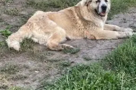 Найдена собака, Тульская область, фото: Собака найдена в Новомосковске, Тула