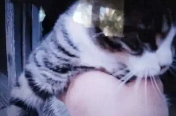 Кошки потеряшки, , фото: Потеряшка кошка, ул. 40 лет Победы, 26, Задонск