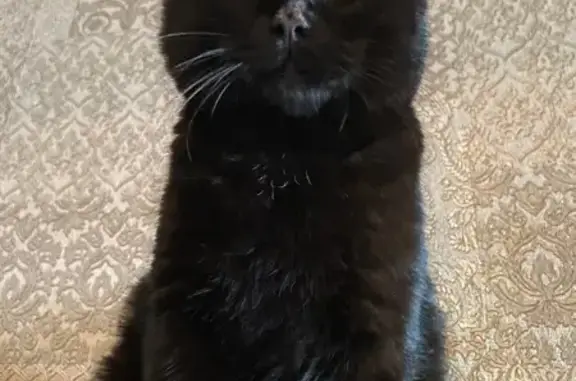 Пропала черная кошка, Мошково, НСО