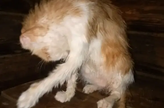 Найдена кошка, , фото: Белый кот найден на ул. Пастухова, 49