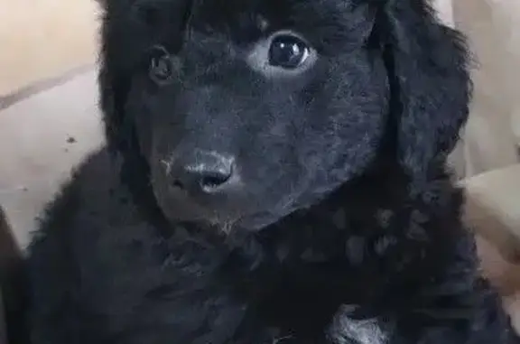 Найдена собака, Тверь, фото: Щенок найден на ул. Е. Фарафоновой, Тверь