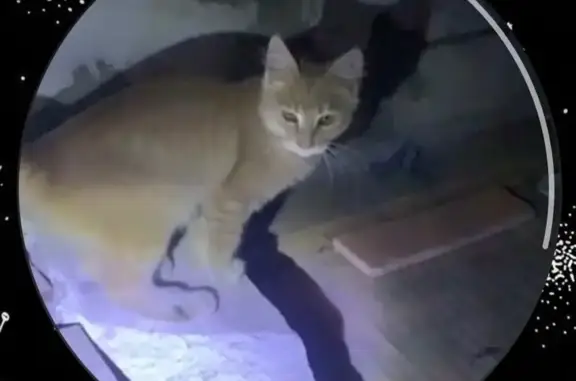 Пропала кошка, Липецк, Липецкая обл.