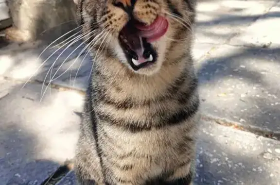 Найдена кошка, Анапа, фото: Кошка найдена у музея, Набережная, Анапа