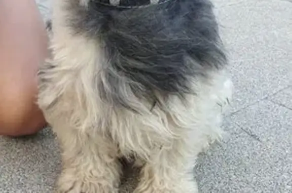 Собака найдена, Москва