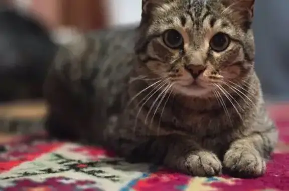 Найдена кошка, Благовещенск, фото: Кошка найдена: Кузнечная 70/2, Благовещенск