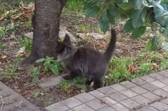 Пропал котёнок Кузя, Никольское, ул. Восточная, 93