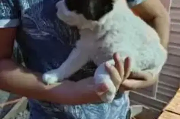 Кабелёк найден: Нижнетемерницкий, Щепкинское