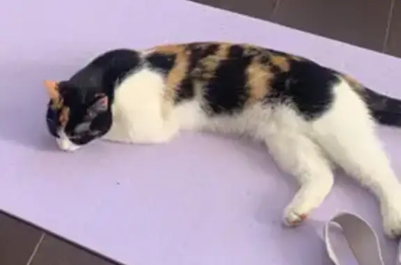 Кошки потеряшки, , фото: Потеряшка кошка, Сярьги, Центр. ул. 20