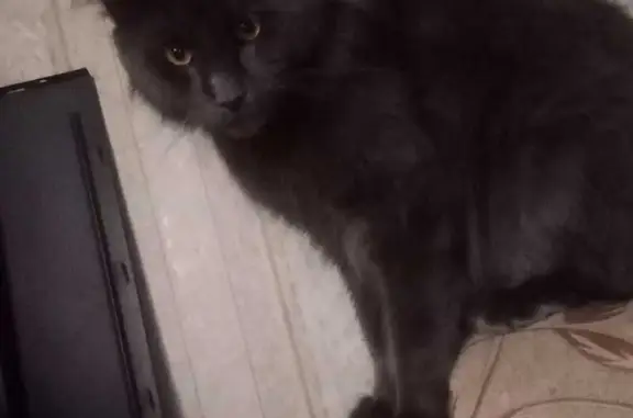 Пропала кошка, Дачная 63, Мичуринск