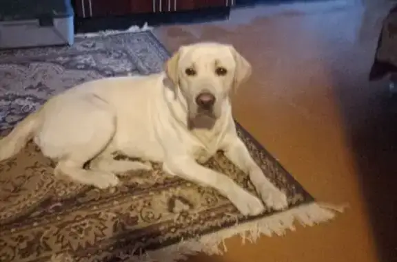 Найдена собака, Балахна, фото: Белый лабрадор найден, ул. Космонавтов, 4