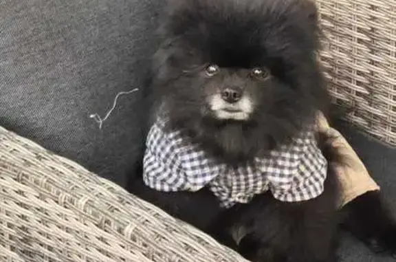 Пропал черный шпиц на Цюрупы, МО