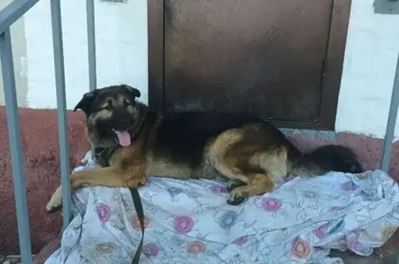 Найдена собака, Артём, фото: Найдена собака, 05А-608, Артём