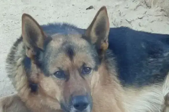 Найдена собака, Каипы, фото: Найдена немецкая овчарка в Егорьево
