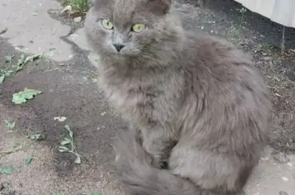 Кошки потеряшки, Воронеж, фото: Потеряшка кот на ул. Острогожская, Воронеж