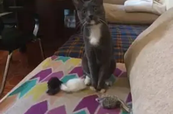 Пропала кошка, Коммунарка, 20А