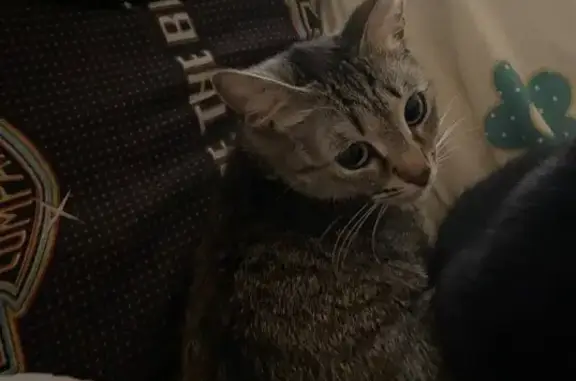 Пропала кошка, ул. Савкова, Екатеринбург