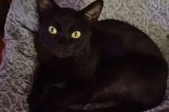 Пропала чёрная кошка, трасса на Торжок